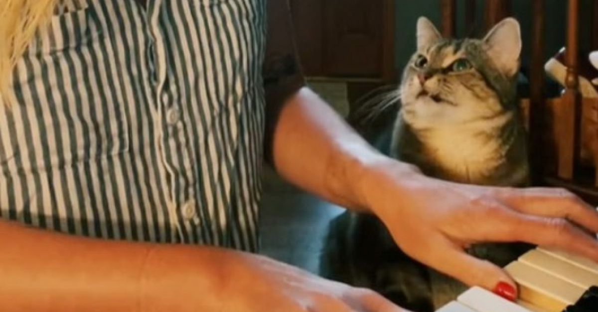 La vidéo de ce chat qui regarde amoureusement sa maîtresse pendant qu’elle joue du piano est adorable