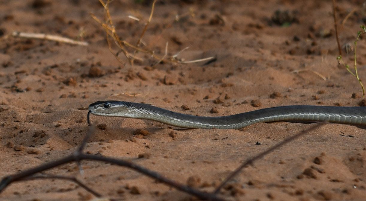 Two Giant Black Mambas Got Into A Fight In Someone's Backyard