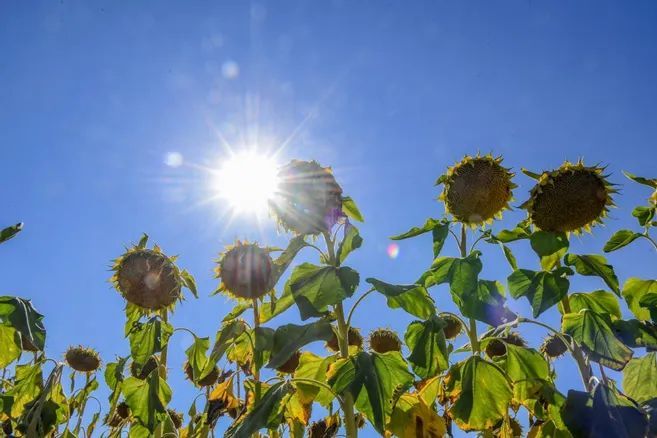 Après un mois de juin très orageux, un épisode de fortes chaleurs annoncé en Haute-Loire