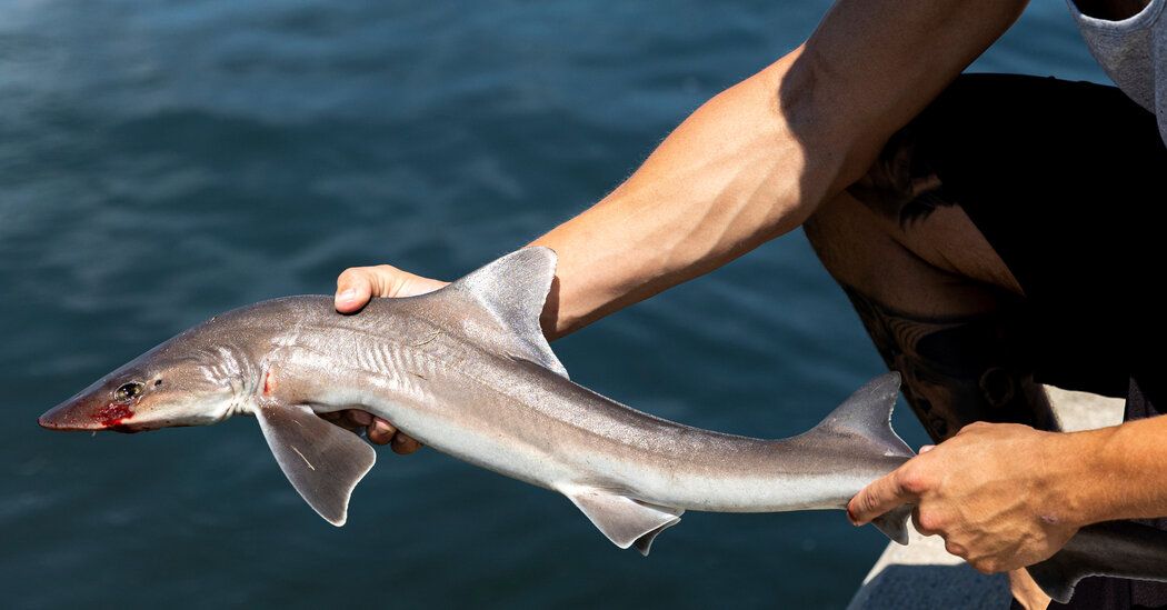 Long Island Steps Up Shark Patrols After Swimmers Are Bitten