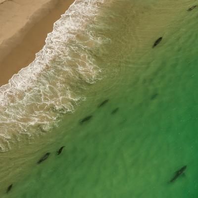 Le cap Cod aurait la plus forte densité de grands requins blancs au monde