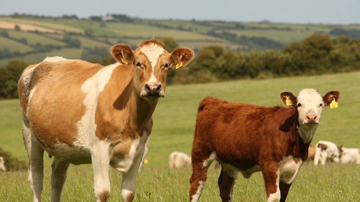 Maladie hémorragique épizootique : le virus progresse, 53 foyers recensés en France