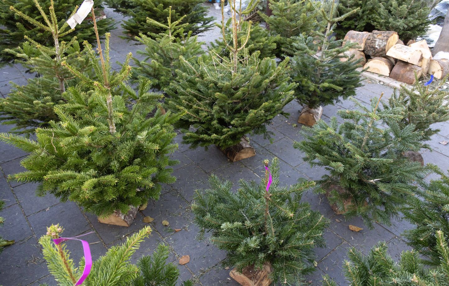 Belgique : Non, les sapins ne se mangent pas… La mairie de Gand se fait remonter les bretelles