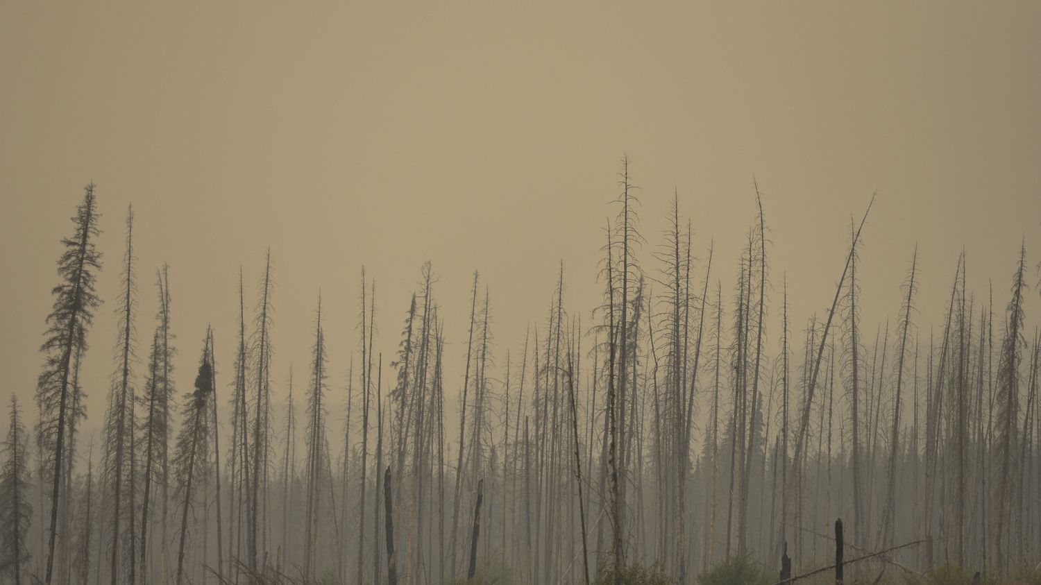 Feux de forêt au Canada : 25 000 personnes évacuées, état d'urgence déclenché dans l'Alberta