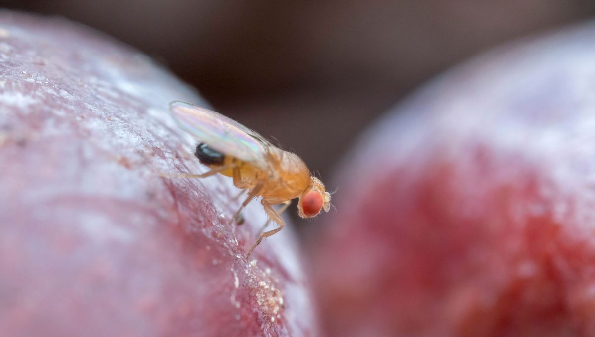 Ardèche : la mouche asiatique menace la récolte des cerises