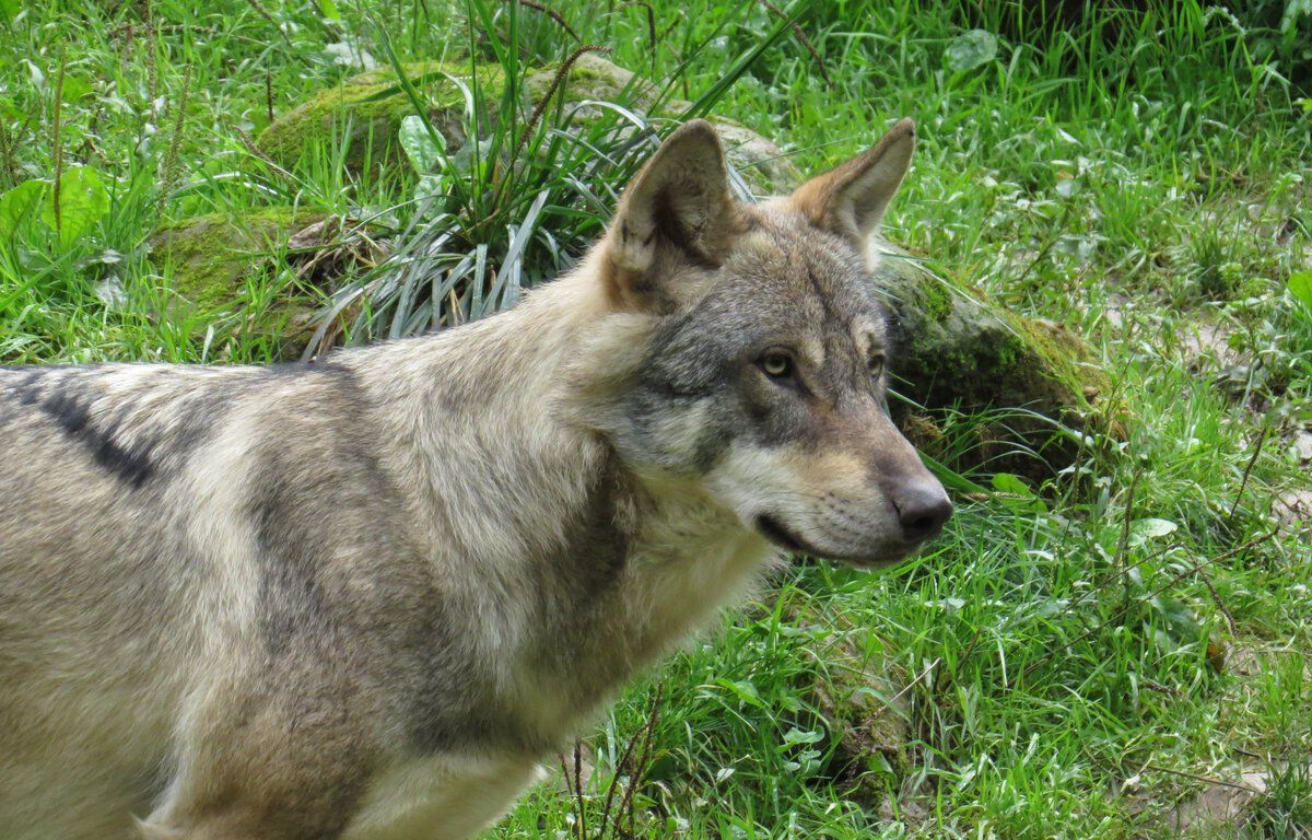 Un conducteur poursuivi pour avoir tenté d'écraser un loup