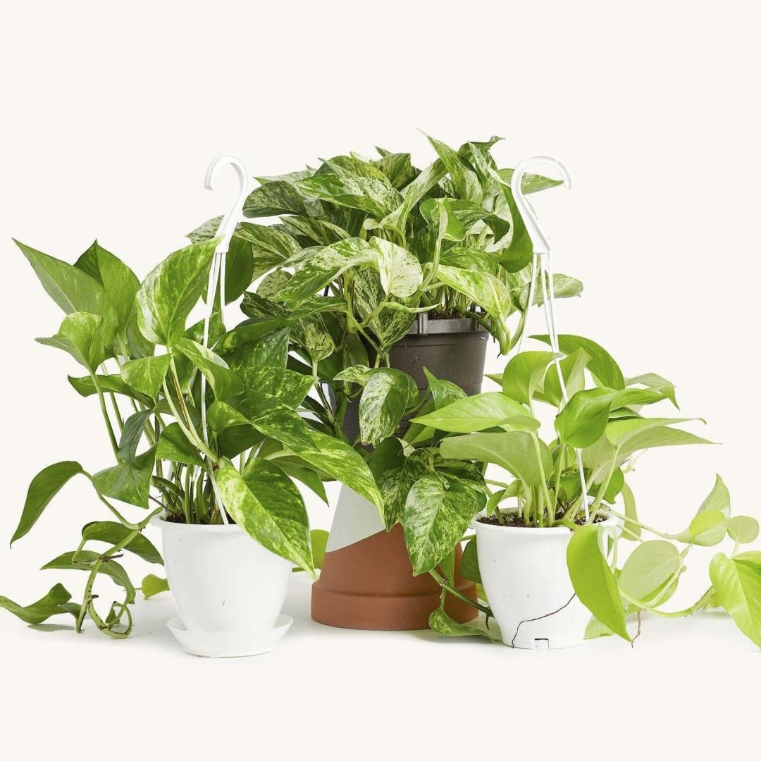 Genetically Modified Houseplants Are Here