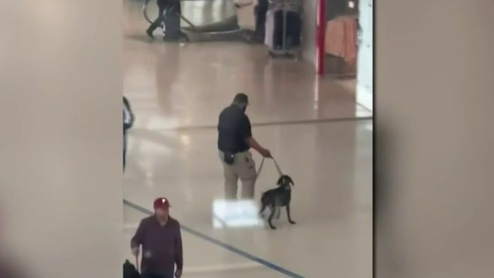 TSA responding after video of dog being aggressively pulled by handler at Detroit Metro goes viral