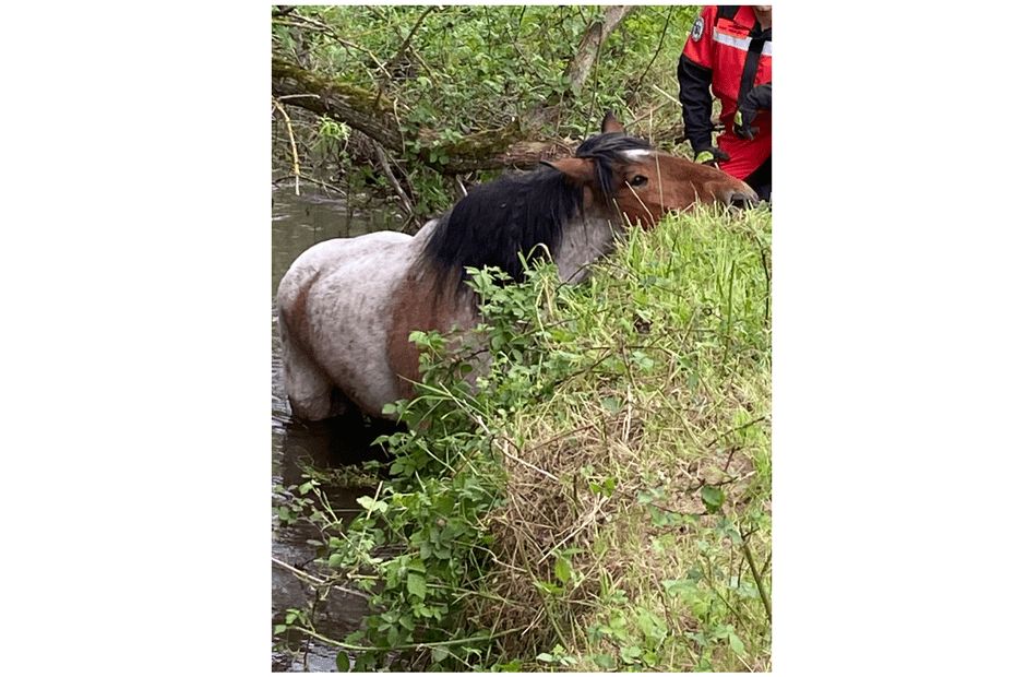 Bloqué au milieu d'une rivière pendant plusieurs heures, le cheval a pu finalement être sauvé