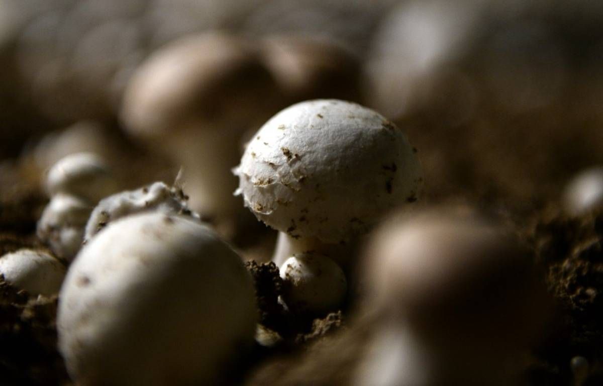 Bretagne : Un producteur de champignons lourdement condamné pour tromperie au made in France