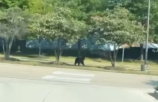 Police respond after bear spotted running around near Gurnee Mills mall in Gurnee