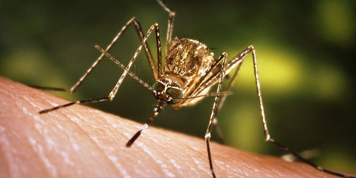 Two more malaria cases confirmed in Sarasota County