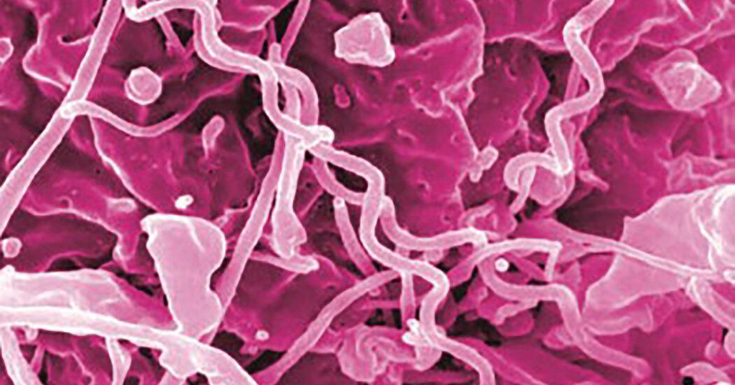 Antibiotic Shortage Could Worsen Syphilis Epidemic