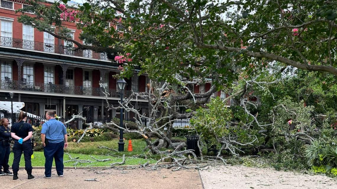 Teen rushed to hospital after large tree falls in Jackson Square