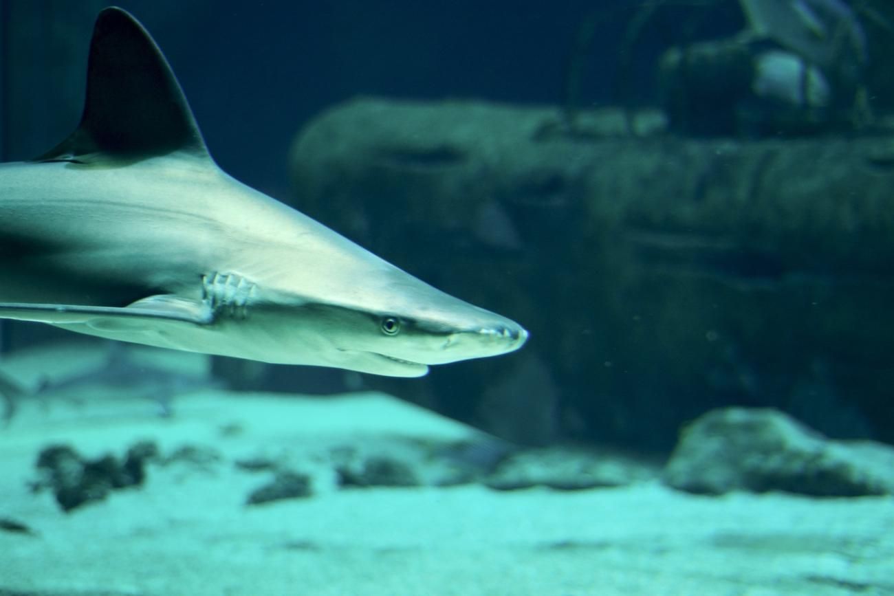 Attaqué par un requin, il se voit mourir : des dauphins interviennent et lui sauvent la vie