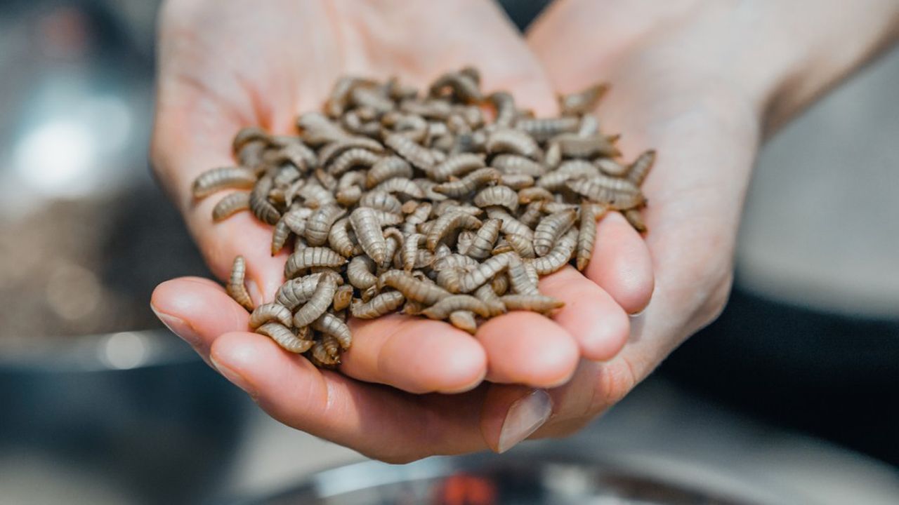 Dans la Somme, Innovafeed élève des mouches à la chaîne avec le renfort de l'IA