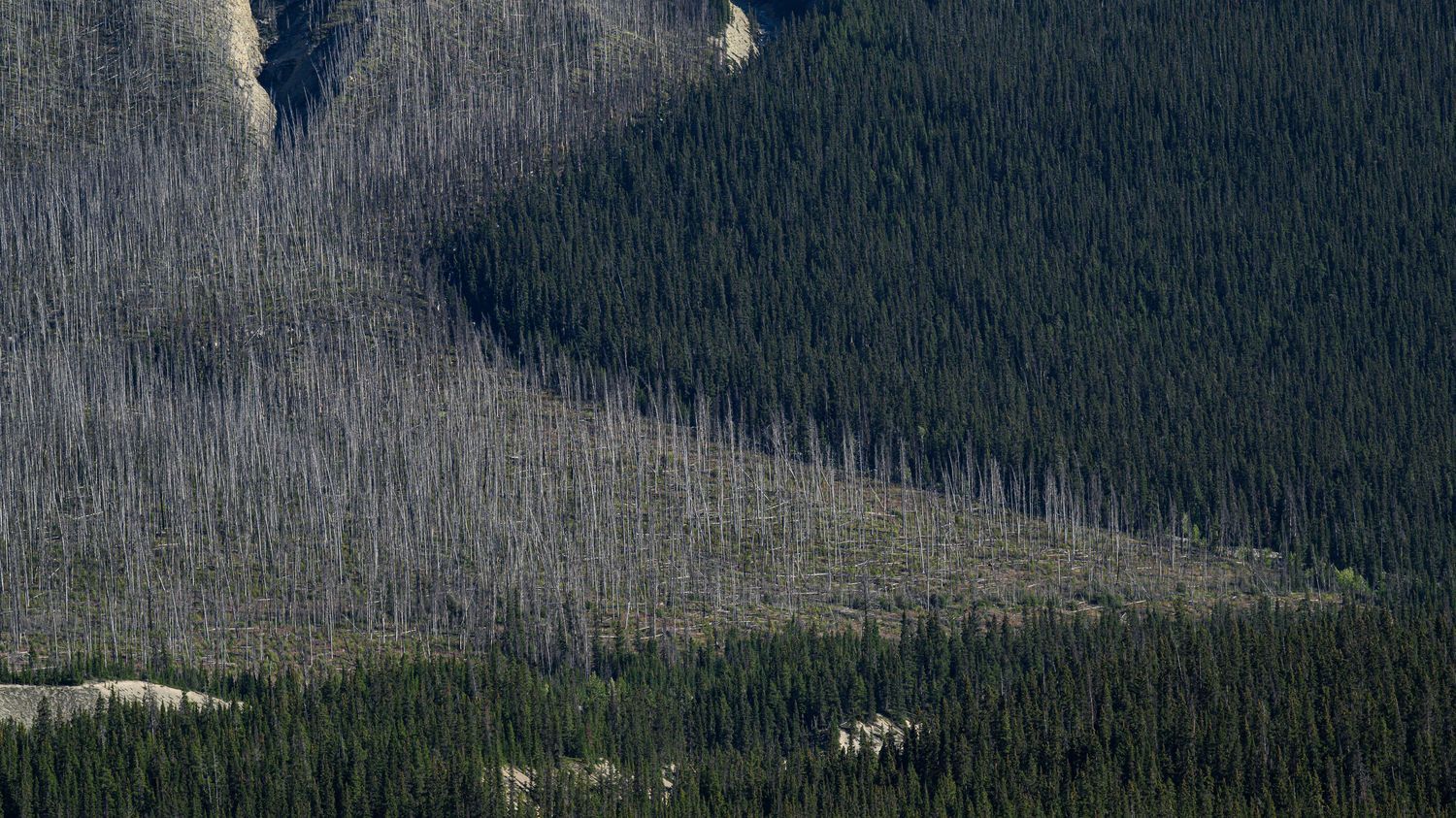 Incendies au Canada : de nouvelles évacuations dans l'Alberta, près de 30 000 personnes déplacées