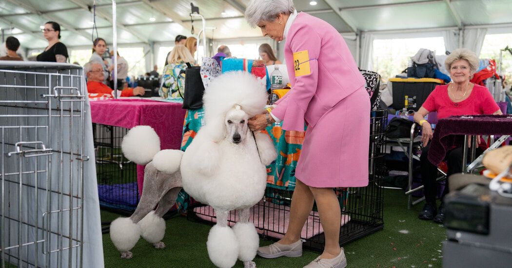 Behind the Scenes at the Westminster Dog Show