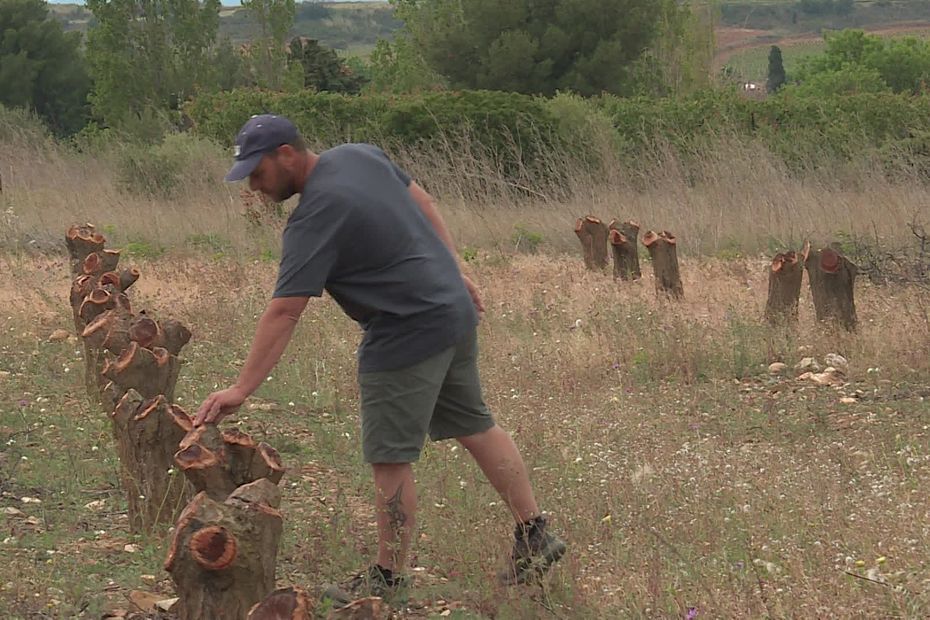 "La récolte est foutue" : la détresse des arboriculteurs des Pyrénées-Orientales face à une sécheresse exceptionnelle