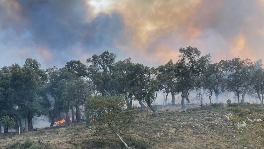 Pyrénées-Orientales : 30 hectares parcourus par un feu de végétation à Argelès