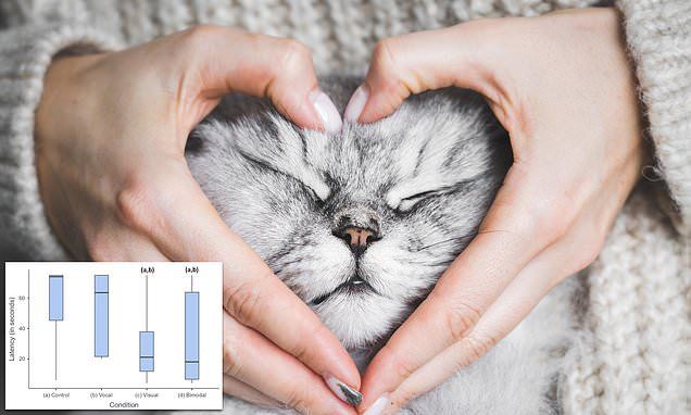 How to get your cat to love you, according to science