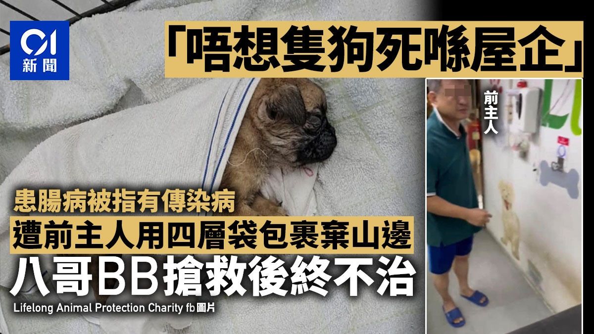 八哥BB患腸病 狗主用四層袋包裹棄山邊終不治：唔想隻狗死喺屋企