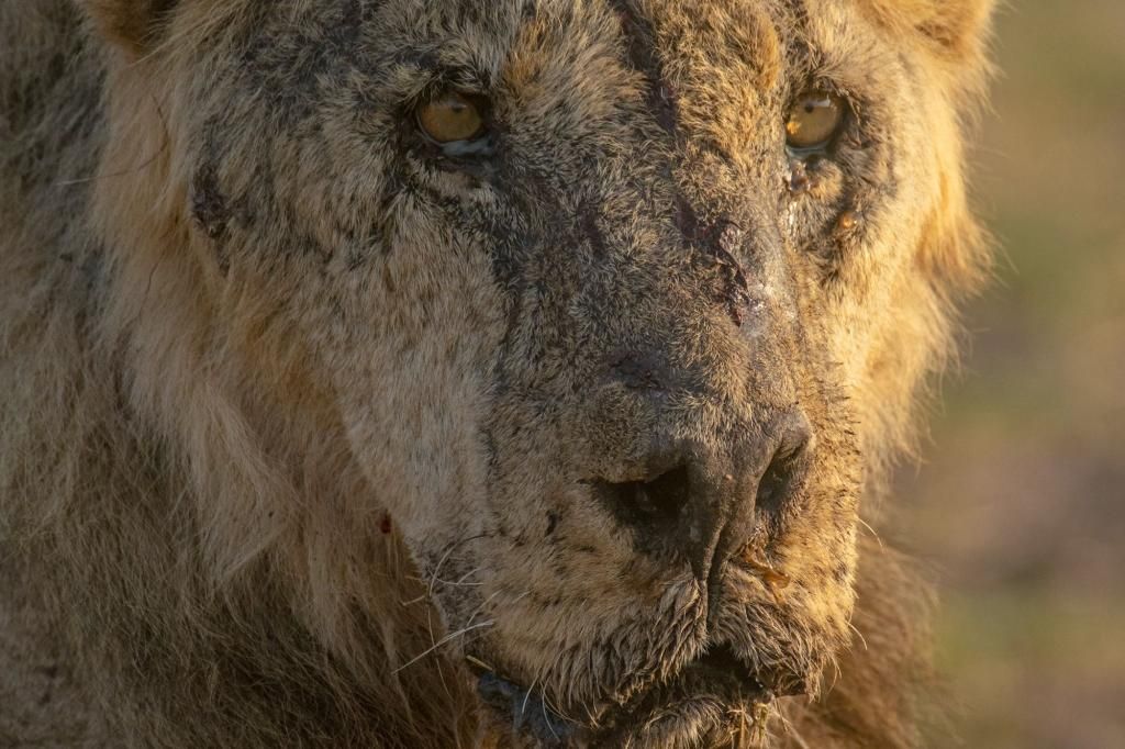 6 lions in Kenya speared to death in retaliation after killing goat herd