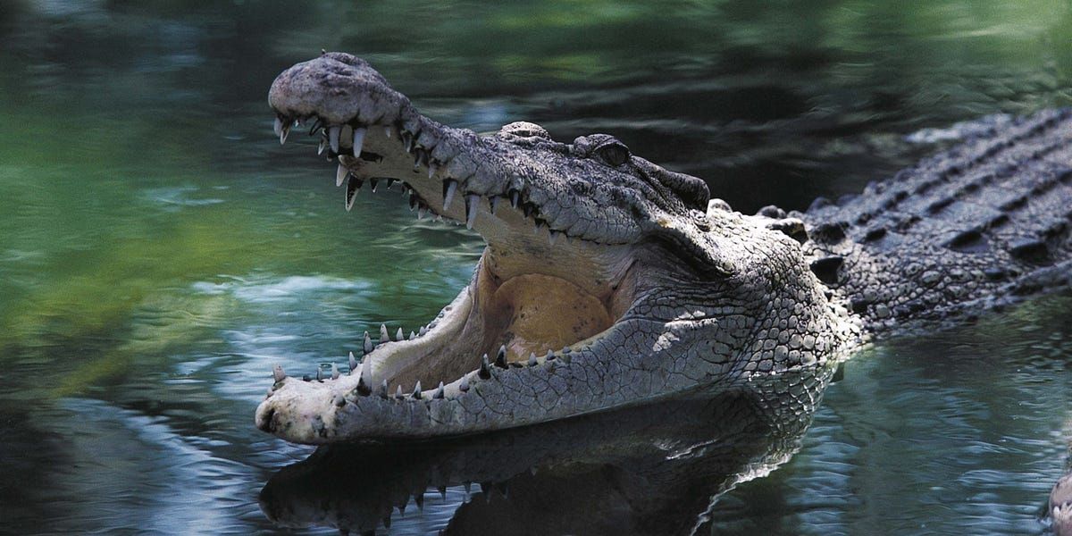 A Crocodile Has First Virgin Birth of Its Species, Researchers Say