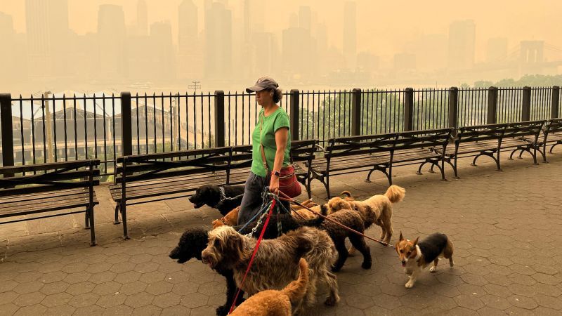 How to keep pets safe in hazardous air quality conditions