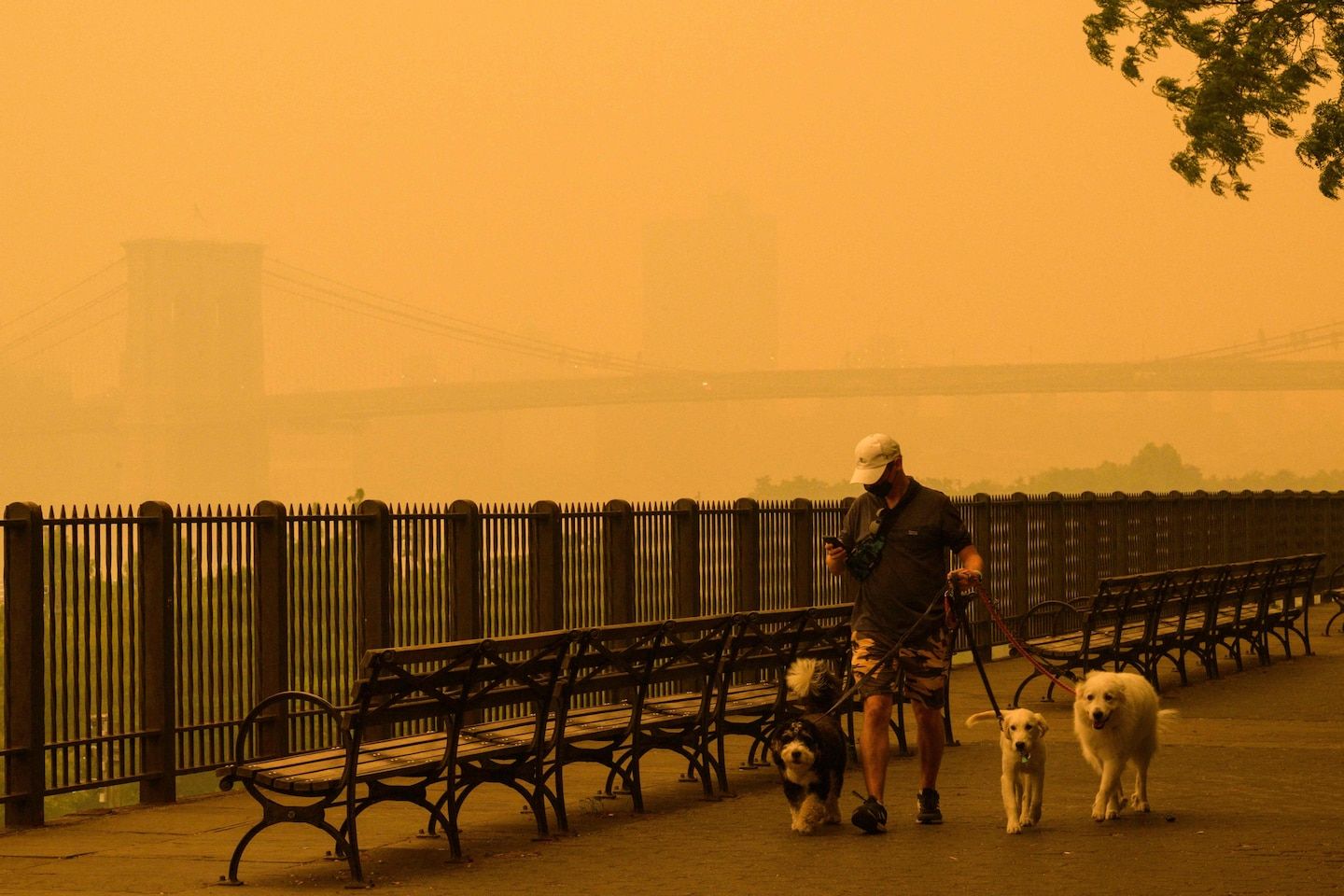 How to keep pets safe from wildfire smoke hazards