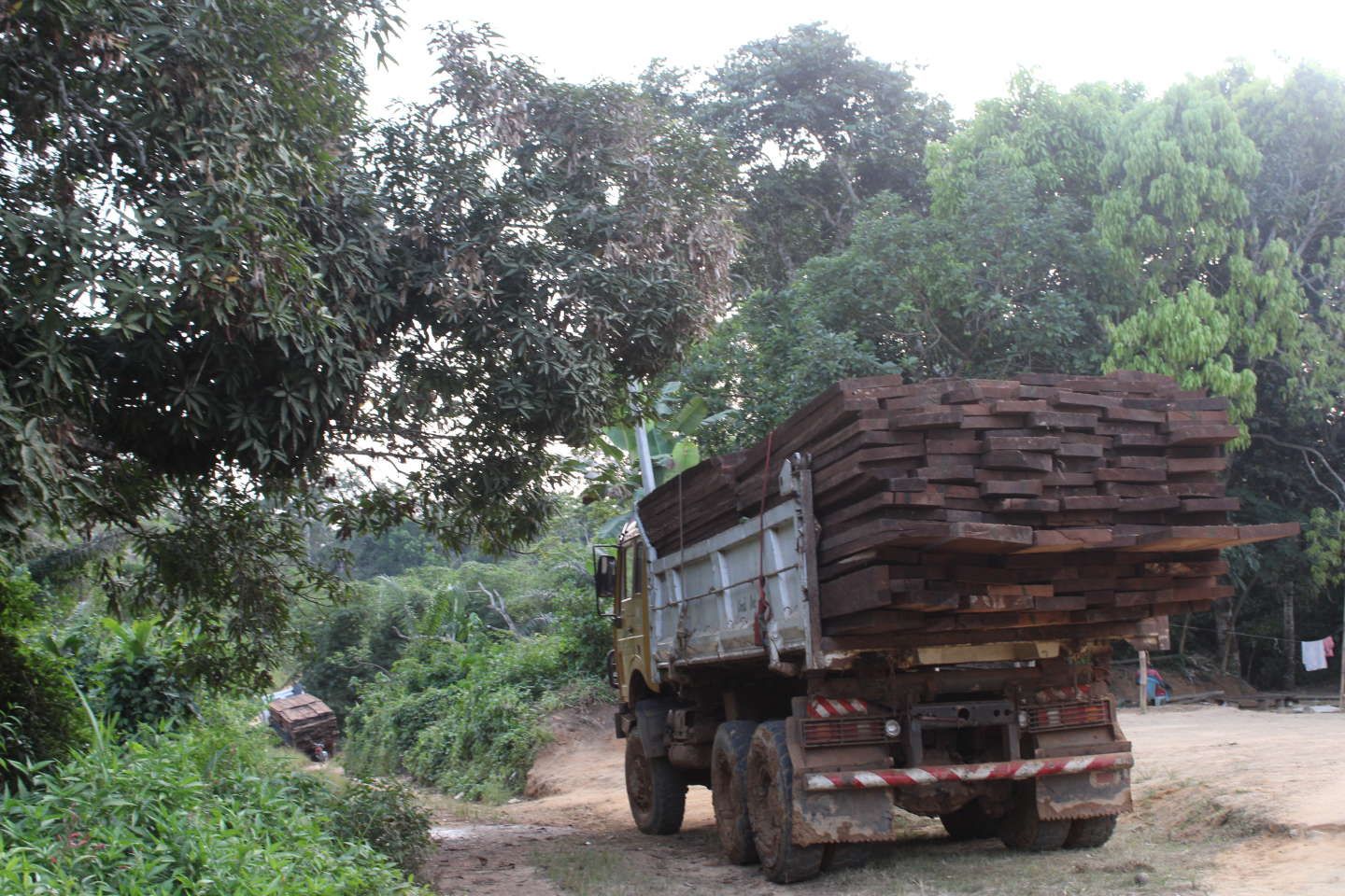 Cameroun : comment l’exploitation forestière échappe au contrôle de l’Etat