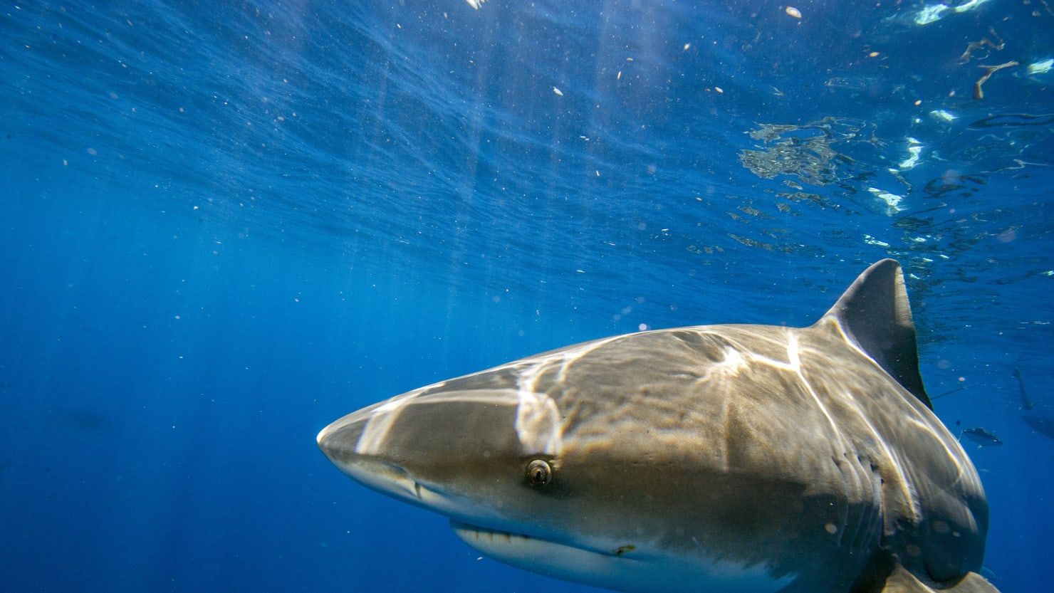 Tourists Watch Russian Man Get Devoured by Shark on Egypt Beach