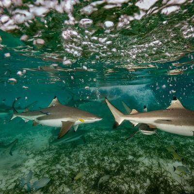 500 requins élevés en captivité seront bientôt relâchés dans la nature