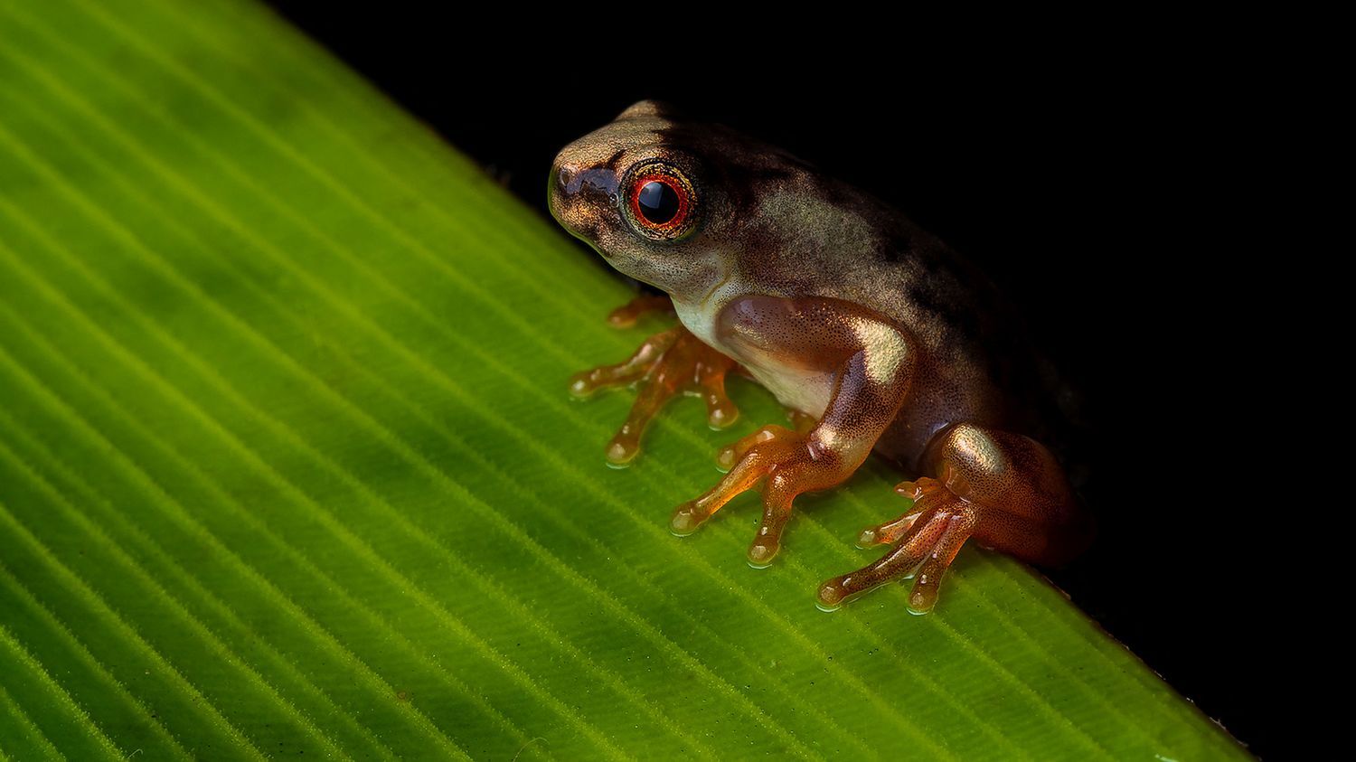 Pérou : une nouvelle espèce de grenouille découverte dans les Andes