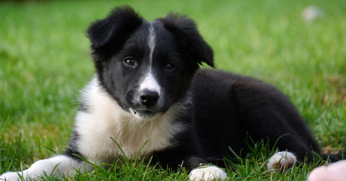 L'ingestion d'un objet ménager du quotidien met la vie d'un chiot de 3 mois en péril