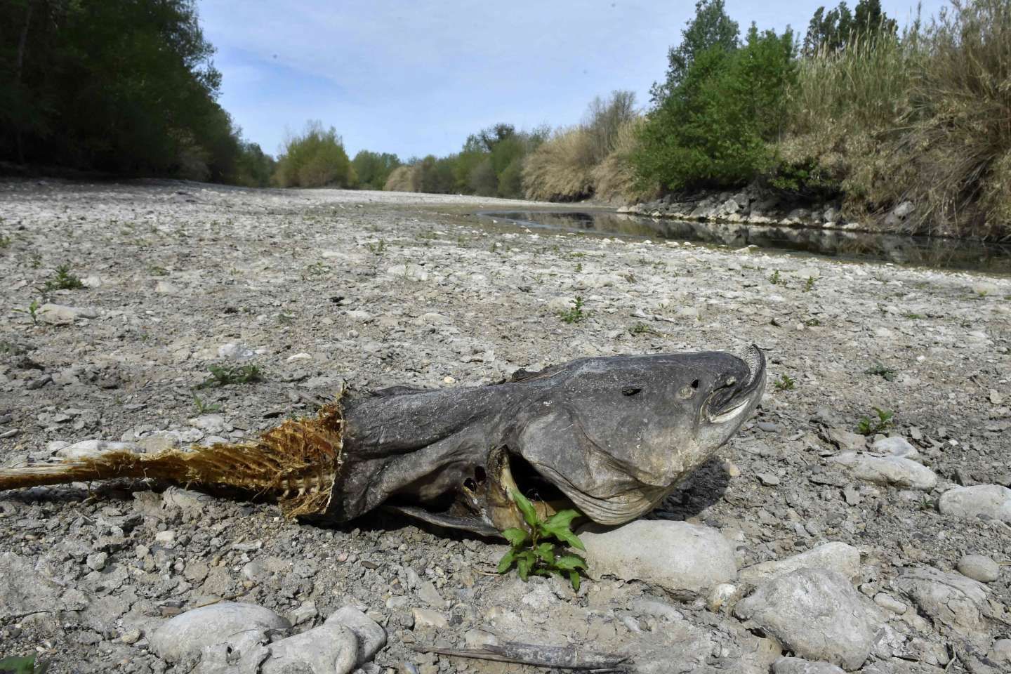 Sécheresse : la majorité des Pyrénées-Orientales passe en situation de " crise "