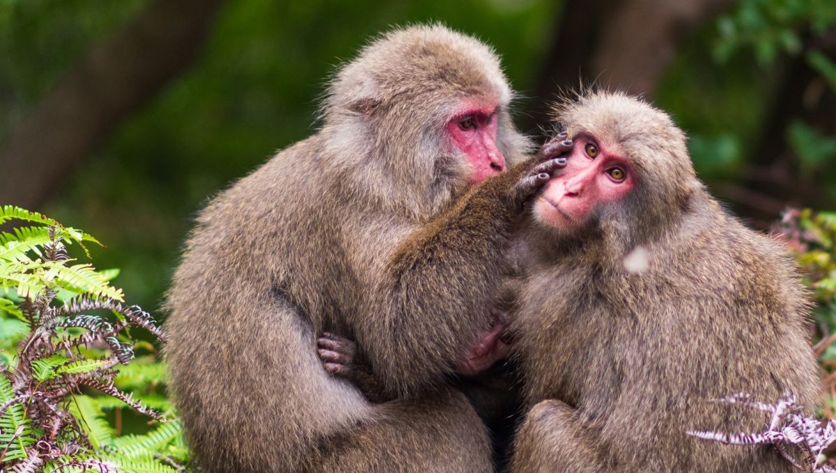 Se masturber favorise la reproduction et prévient les IST