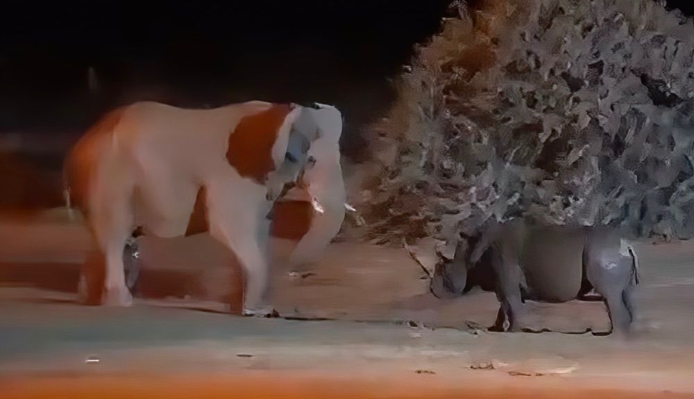 Elephant, rhino square off in surreal ‘clash of titans’