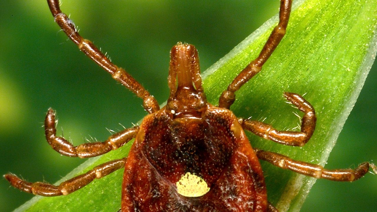 Rare tick disease confirmed in Kansas resident