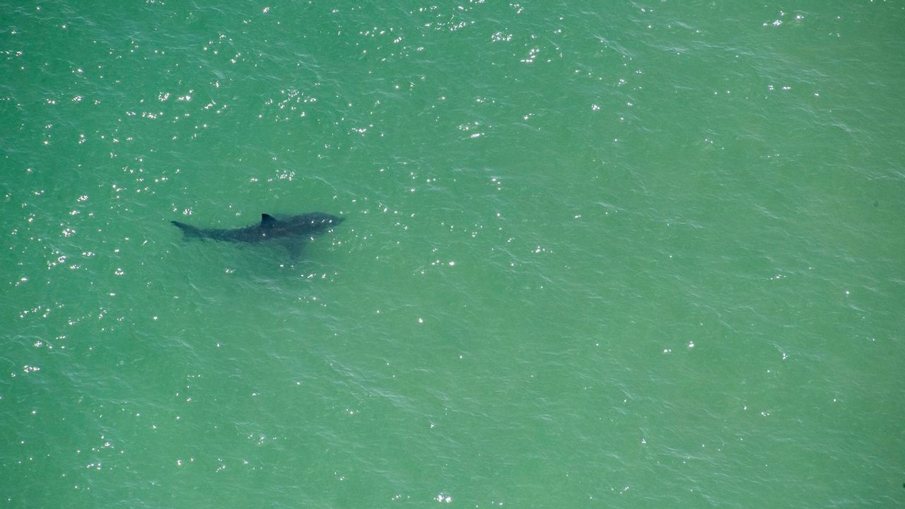 Mer Rouge : un Russe tué par un requin en Égypte