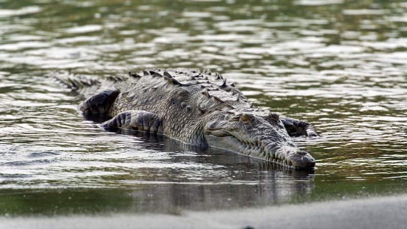 Scientists discover the first virgin birth in a crocodile