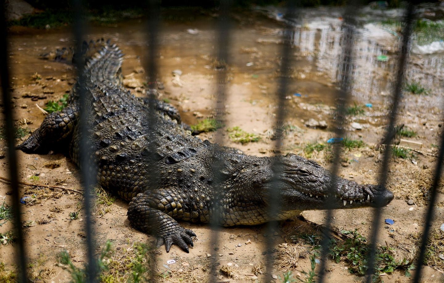 Study: Crocodile found to impregnate herself, lay eggs, for first time