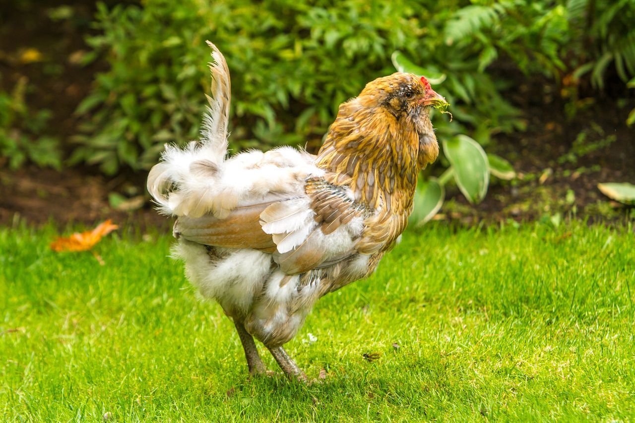 Pourquoi votre poule perd-elle ses plumes ? Explorez les raisons et les solutions !