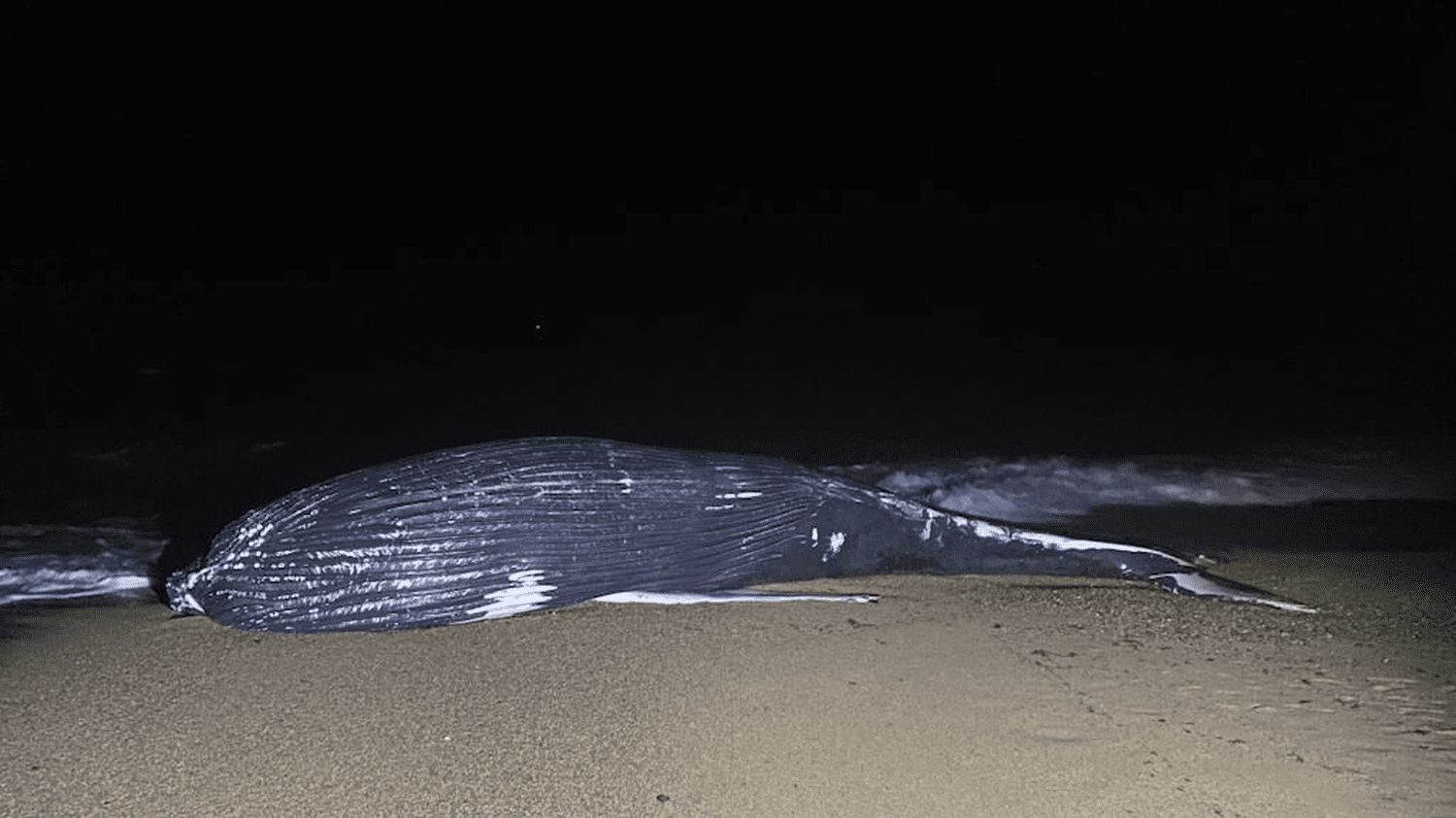 Pyrénées-Atlantiques : une baleine à bosse de dix tonnes s'échoue sur une plage