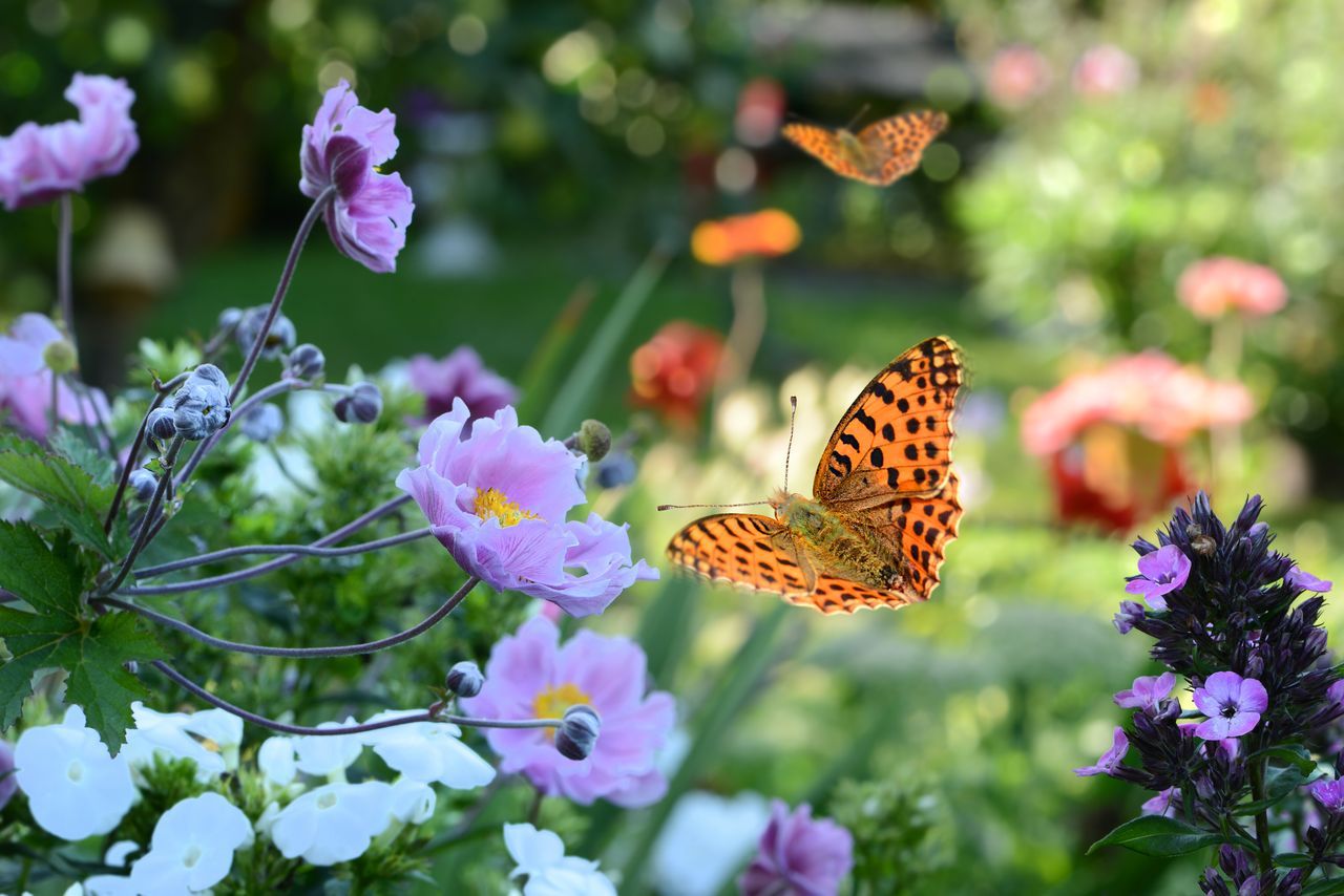 Créez un jardin pour les papillons : 5 conseils pour les attirer et les protéger