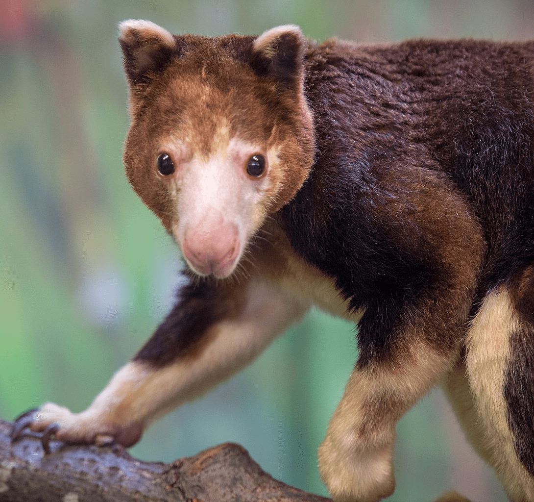 If you need some eye bleach, watch these Matschie's tree kangaroos munching on leaves