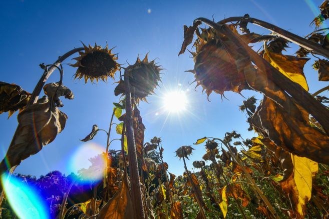 Alerte météo : la vigilance orange canicule étendue à 3 autres départements