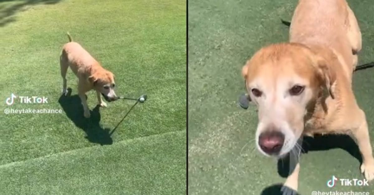 Quand un Labrador Retriever golfeur éclipse les humains sur le green (vidéo)