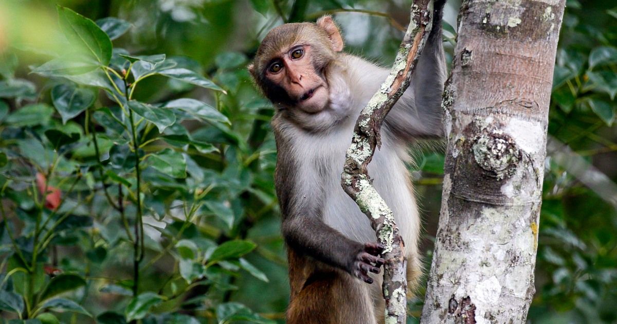 1 of the escaped South Carolina monkeys found unharmed, officials say