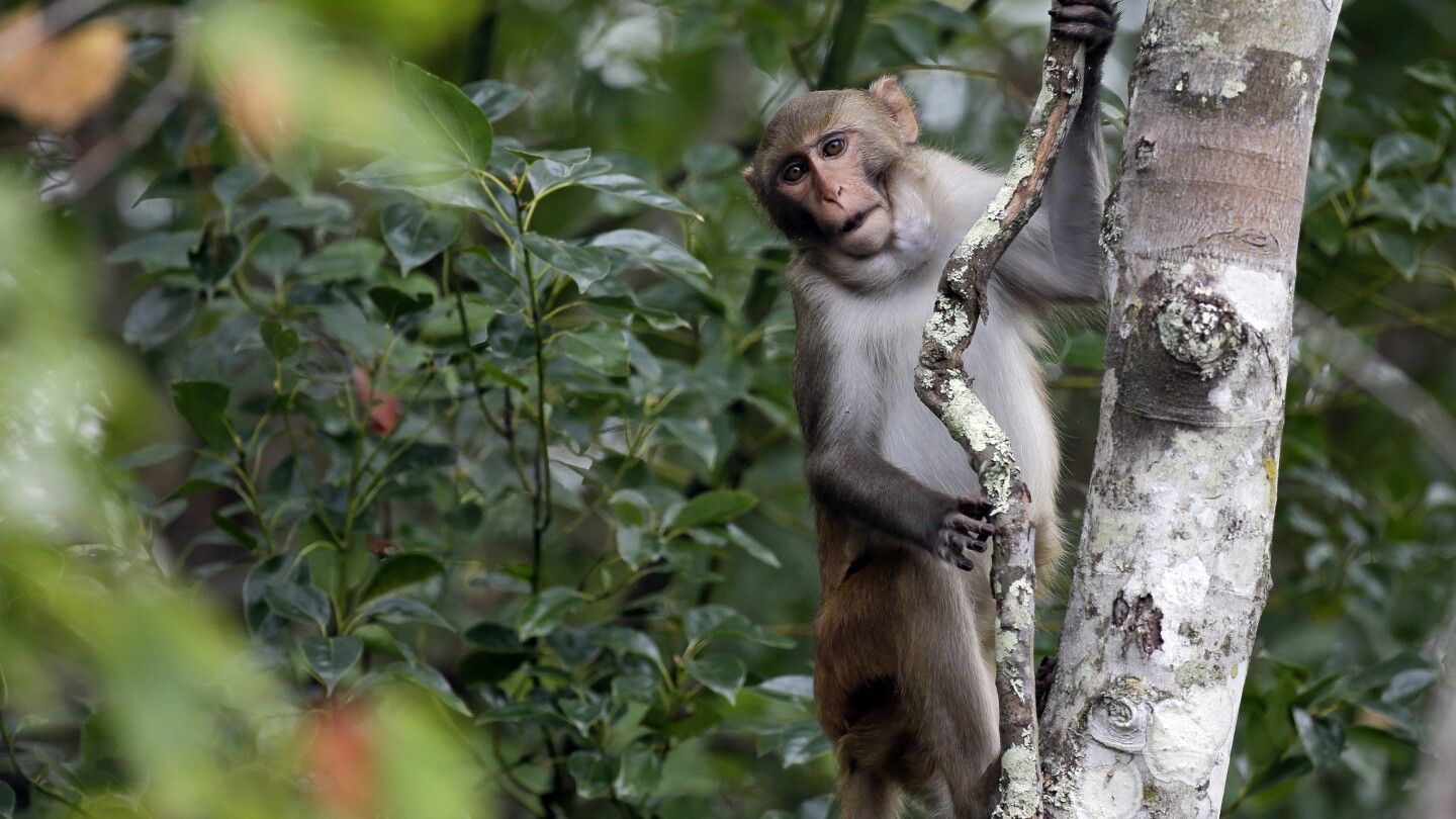 1 monkey recovered, 42 others still loose from South Carolina lab